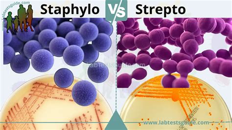 Lab 12: Staphylococcus and Streptococcus .